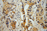 PNMA1 Antibody in Immunohistochemistry (Paraffin) (IHC (P))