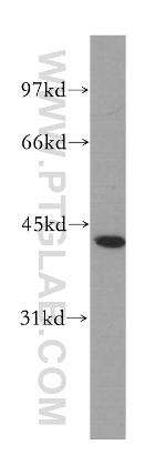 PNMA1 Antibody in Western Blot (WB)