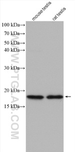 TPPP2 Antibody in Western Blot (WB)