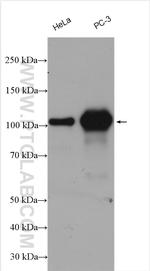 TROAP Antibody in Western Blot (WB)