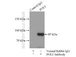 POLI Antibody in Immunoprecipitation (IP)