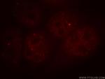 DSS1 Antibody in Immunocytochemistry (ICC/IF)