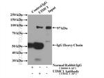 UIMC1 Antibody in Immunoprecipitation (IP)