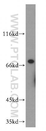 UIMC1 Antibody in Western Blot (WB)