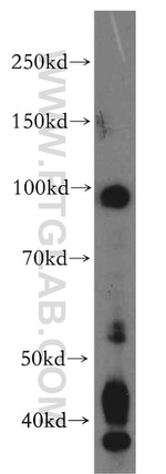 UIMC1 Antibody in Western Blot (WB)