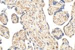 AHSP Antibody in Immunohistochemistry (Paraffin) (IHC (P))
