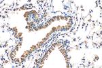 AHSP Antibody in Immunohistochemistry (Paraffin) (IHC (P))