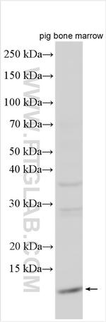 AHSP Antibody in Western Blot (WB)