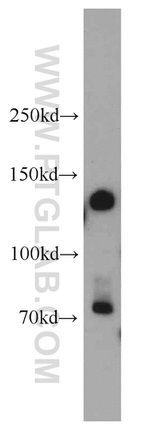 PCDH1 Antibody in Western Blot (WB)