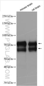 Syntaphilin Antibody in Western Blot (WB)