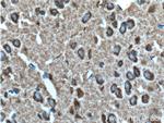 Syntaphilin Antibody in Immunohistochemistry (Paraffin) (IHC (P))