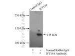 WDR19/IFT144 Antibody in Immunoprecipitation (IP)