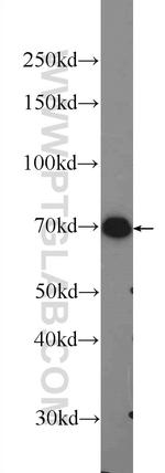 PRAM1 Antibody in Western Blot (WB)