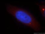 DNASE1L1 Antibody in Immunocytochemistry (ICC/IF)