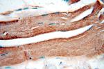 DNASE1L1 Antibody in Immunohistochemistry (Paraffin) (IHC (P))