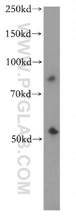 CYP2S1 Antibody in Western Blot (WB)