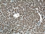 SLC35A2 Antibody in Immunohistochemistry (Paraffin) (IHC (P))