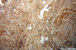 NR2C1 Antibody in Immunohistochemistry (Paraffin) (IHC (P))