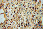 NR2C1 Antibody in Immunohistochemistry (Paraffin) (IHC (P))