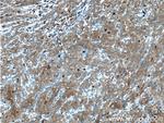 GART Antibody in Immunohistochemistry (Paraffin) (IHC (P))