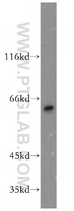 CRMP4 Antibody in Western Blot (WB)