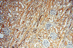 LTA4H Antibody in Immunohistochemistry (Paraffin) (IHC (P))