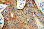 LTA4H Antibody in Immunohistochemistry (Paraffin) (IHC (P))