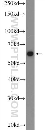 LTA4H Antibody in Western Blot (WB)