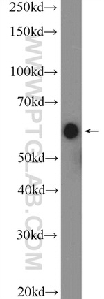 LTA4H Antibody in Western Blot (WB)