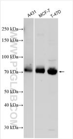 GALNT6 Antibody in Western Blot (WB)