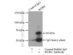 WDR1 Antibody in Immunoprecipitation (IP)