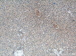PIGA Antibody in Immunohistochemistry (Paraffin) (IHC (P))