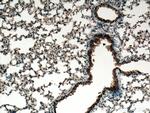 PIGA Antibody in Immunohistochemistry (Paraffin) (IHC (P))