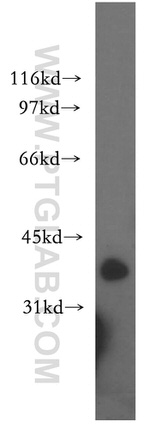 PIGA Antibody in Western Blot (WB)