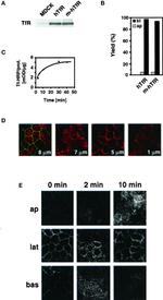 Transferrin Receptor Antibody in Western Blot, Immunocytochemistry (WB, ICC/IF)