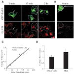 Transferrin Receptor Antibody in Immunocytochemistry (ICC/IF)