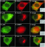 Transferrin Receptor Antibody in Immunocytochemistry (ICC/IF)