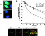 Transferrin Receptor Antibody in Immunocytochemistry (ICC/IF)