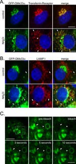 Transferrin Receptor Antibody in Immunocytochemistry (ICC/IF)