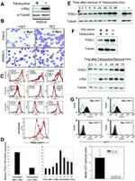 c-Myc Antibody in Western Blot (WB)