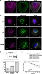 Transferrin Receptor Antibody in Immunocytochemistry (ICC/IF)