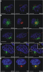Transferrin Receptor Antibody in Immunocytochemistry (ICC/IF)