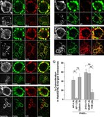 Transferrin Receptor Antibody in Immunocytochemistry (ICC/IF)