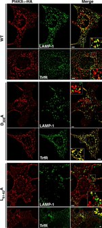 Transferrin Receptor Antibody in Immunocytochemistry (ICC/IF)