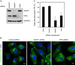 Transferrin Receptor Antibody in Immunocytochemistry (ICC/IF)