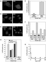 Transferrin Receptor Antibody in Immunocytochemistry (ICC/IF)