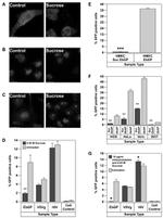 Transferrin Receptor Antibody in Immunocytochemistry (ICC/IF)