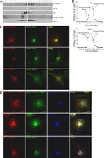 Transferrin Receptor Antibody in Western Blot, Immunocytochemistry (WB, ICC/IF)