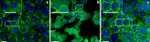 Transferrin Receptor Antibody in Immunocytochemistry (ICC/IF)