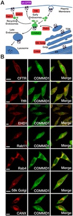Transferrin Receptor Antibody in Immunocytochemistry (ICC/IF)